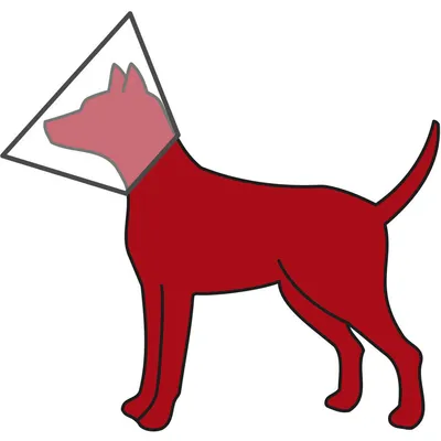 Collerette de protection XS-S 20-26 cm / 11 cm pour petit chien