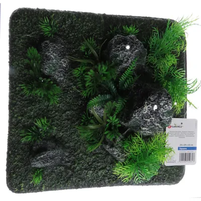 Décoration condroz  quadrilatère roche + plante. 29 x 29 x 10 cm. aquarium.