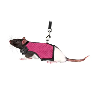 Harnais doux avec laisse 1,2 m , pour rats