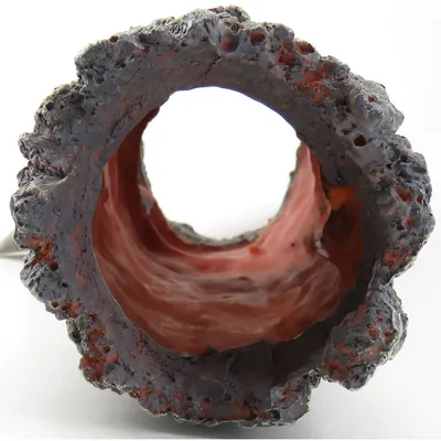 Souche tronc d'arbre creux. Taille: ø 8 x 30 cm