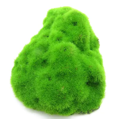 lot de 3 Galets ki pouss