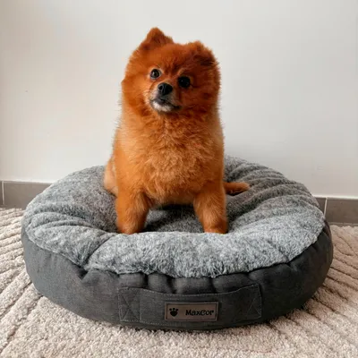 MaxCor Coussin Rond à Mémoire de Forme Réversible Chat- Petit(xs)Anthracite