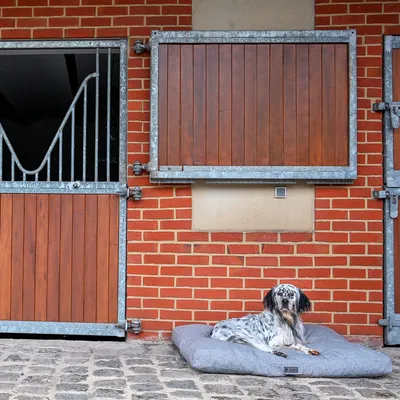 MaxCor Coussin Rectangulaire à Mémoire de Forme pour Chien - Moyen Gris