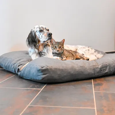 MaxCor Coussin Rectangulaire à Mémoire de Forme Chien - Moyen Anthracite
