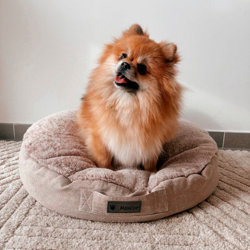MaxCor Coussin Rond à Mémoire de Forme Réversible Chien - Grand (XL) Beige
