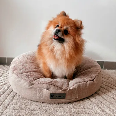 MaxCor Coussin Rond à Mémoire de Forme Réversible Chien - Moyen (L) Beige