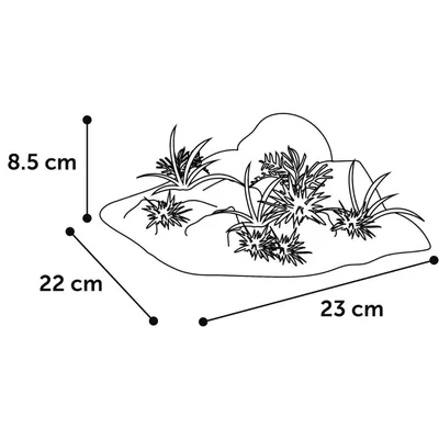 Décoration angle, roche + plante
