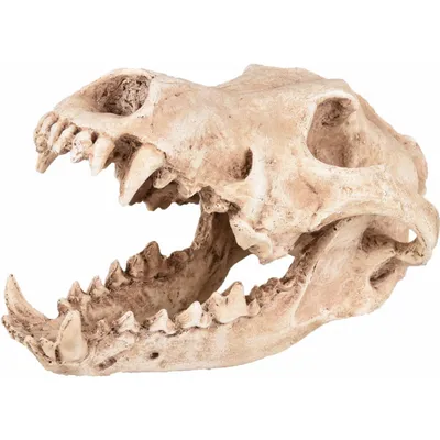 Crâne prédateur animaux, taille 24 x 13 x 13 cm
