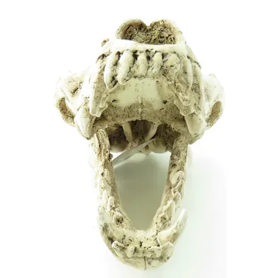 Crâne prédateur animaux, taille 24 x 13 x 13 cm