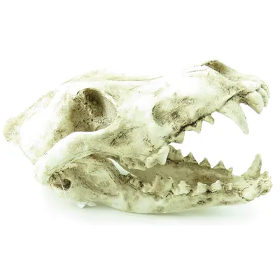 Crâne prédateur animaux, taille 24 x 13 x 13 cm