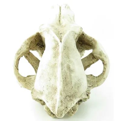 Crâne prédateur animaux, taille 24 x 13 x 13 cm