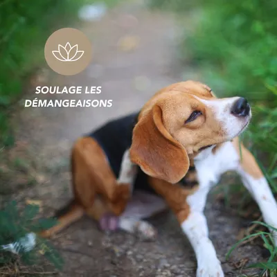 Argent colloïdal 20ppm - Laboratoire Floralpina