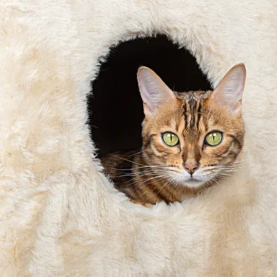 Love Story - Arbre à chat Niche