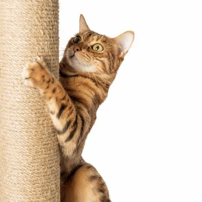 Love Story - Arbre à Chat Simple