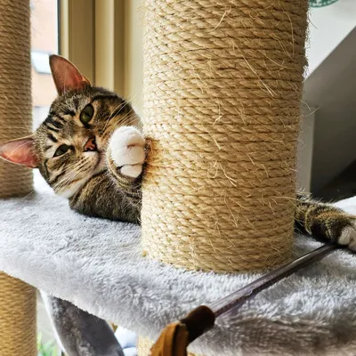 Love Story - Arbre à chat Niche