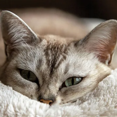 Love Story - Coussin Fluffy - couchage animaux rond apaisant