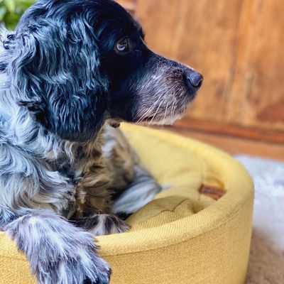 Love Story - Panier Cosy Golden - couchage rond pour chien
