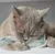 Kater Kasimir, Souris jouet pour chats, Mäuserich Kater Kasimir, Souris jouet pour chats, Mäuserich