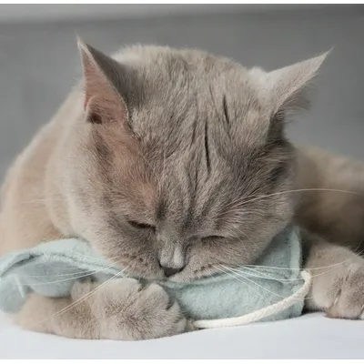 Kater Kasimir, Souris jouet pour chats, Mäuserich Kater Kasimir, Souris jouet pour chats, Mäuserich