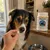 VETOQUINOL - Flexadin Comprimés Articulation Chien et Chat