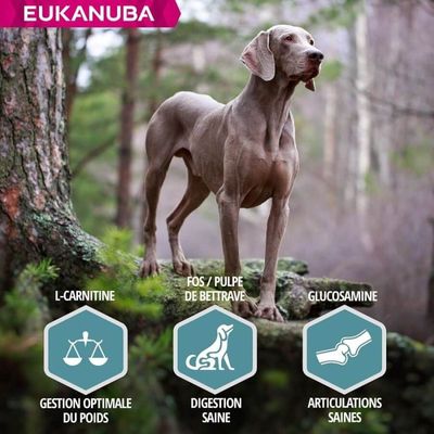 EUKANUBA - Erwachsenen-Hundefutter mit großen Lachsen - Eukanuba