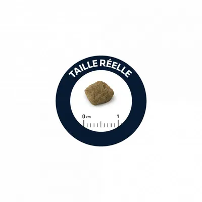 ADVANCE -   CHIEN LIGHT MINI