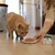  SPECIFIC Terrine FRD pour Chat – Réduction de Poids