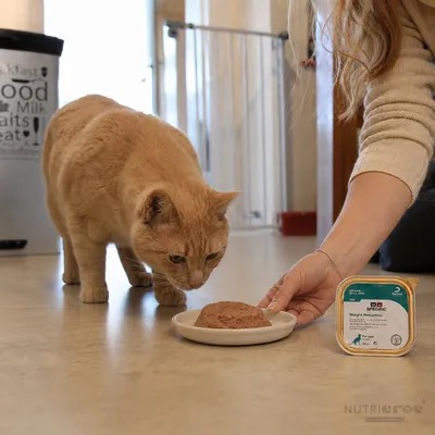  SPECIFIC Terrine FRD pour Chat – Réduction de Poids
