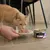 PROPLAN - Delicate Mousse Dinde Chat 85g PROPLAN - Delicate Mousse Dinde Chat 85g