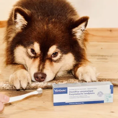 VIRBAC - DENTIFRICE enzymatique CHIEN CHAT VIRBAC - DENTIFRICE enzymatique CHIEN CHAT