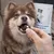 TVM - Observence Boulettes – Friandises   Donner un Comprimé Chien