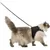 animallparadise - Harnais soft XXL avec laisse pour grand chat