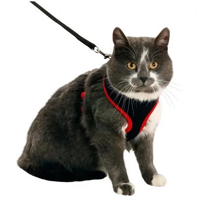 Harnais pour chat, couleur  et , taille M, réglable