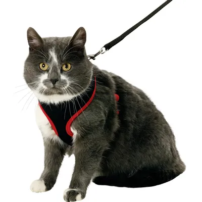 Harnais pour chatons, couleur  et , taille S, réglable
