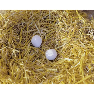 2 Œuf factice en plâtre couleur blanc pour poule