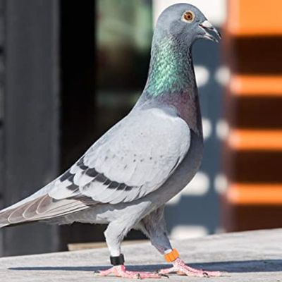 100 bagues en plastique ø 8mm identification pigeons