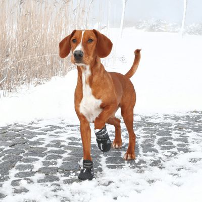 Bottes de protection Walker Active, Taille: M, pour chien.
