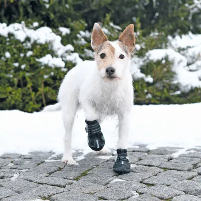 animallparadise - Bottes de protection Walker Active, taille: S-M