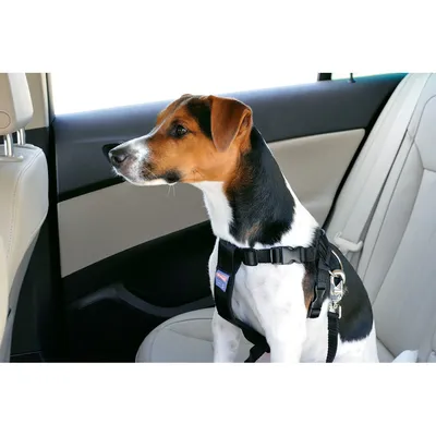 animallparadise - Harnais de sécurité taille S pour chien en voiture