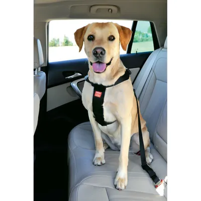 Harnais de sécurité taille L pour chien en voiture