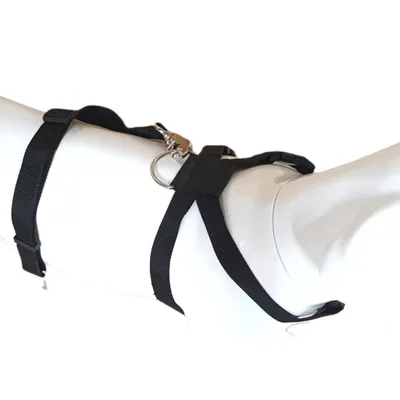 animallparadise - Harnais de sécurité taille XL pour chien en voiture