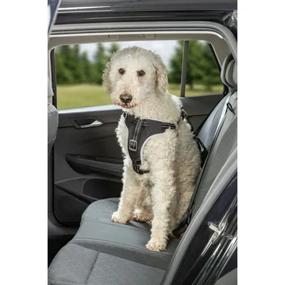 Harnais pour voiture Dog Confort L pour chien Harnais pour voiture Dog Confort L pour chien