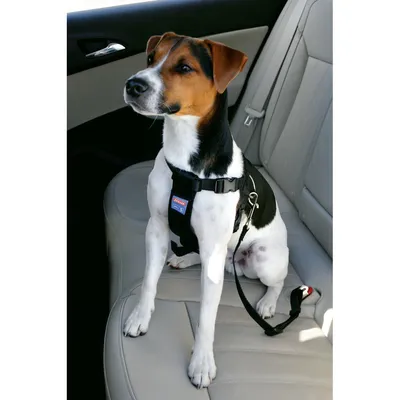 Harnais de sécurité taille M pour chien en voiture