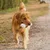 Ferplast Jouet os pour chiens Ferplast Chewa Boing, taille CHEWA BOING Os