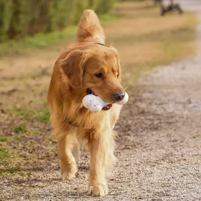 Ferplast Jouet os pour chiens Ferplast Chewa Boing, taille CHEWA BOING Os