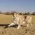 Ferplast Jouet os pour chiens Ferplast Chewa Boing, taille CHEWA BOING Os