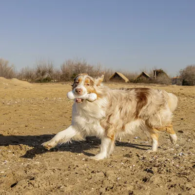 Ferplast Jouet os pour chiens Ferplast Chewa Boing, taille CHEWA BOING Os