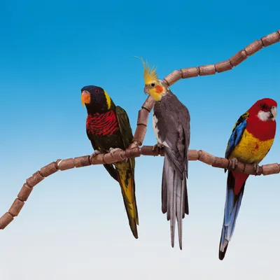 Ferplast Perchoir modulaire en plastique pour perruches FLEX 4192