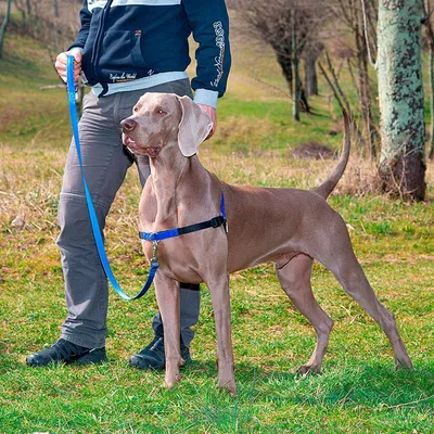 Ferplast Harnais de dressage pour chiens avec système COACH P