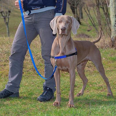Ferplast Harnais de dressage pour chiens avec système COACH P